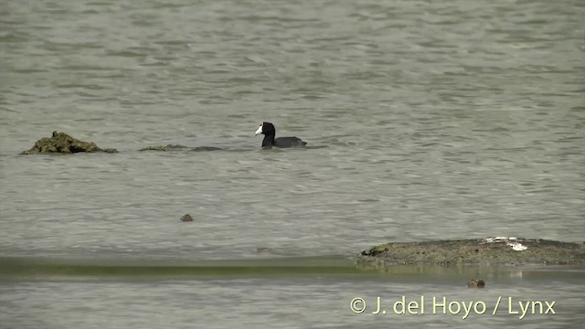 Hawaiian Coot - ML201431181