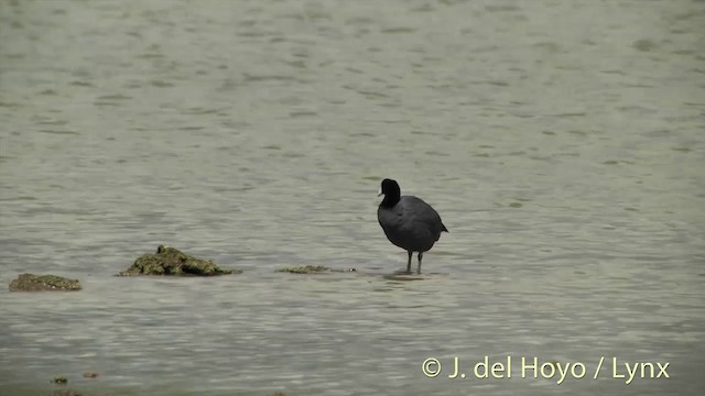 Hawaiian Coot - ML201431191