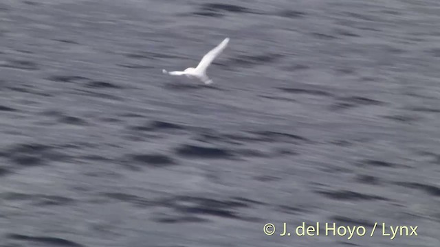 Rabijunco Colirrojo - ML201431201