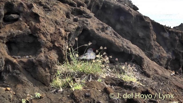 Red-tailed Tropicbird - ML201431211