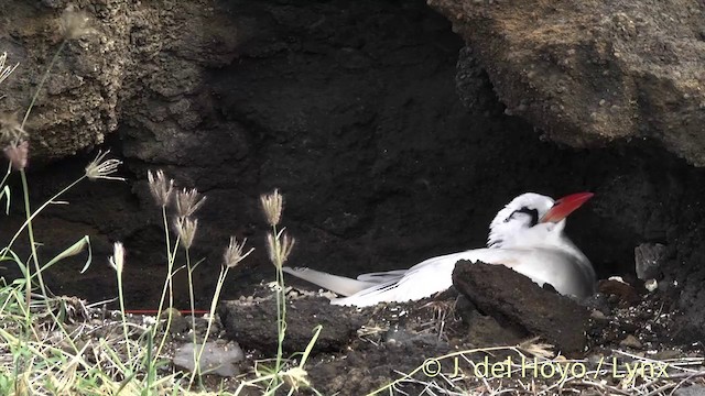 Red-tailed Tropicbird - ML201431221