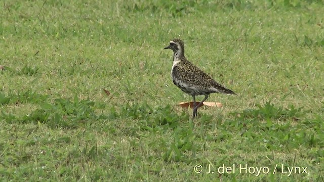 Chorlito Dorado Siberiano - ML201431271