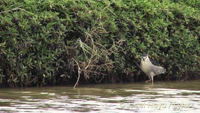 Black-crowned Night Heron - ML201431341