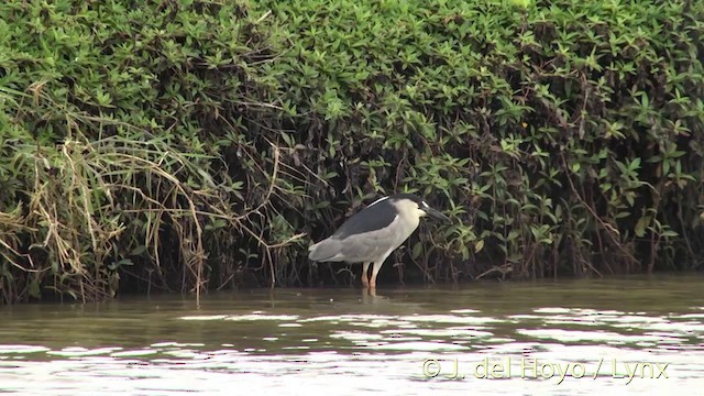 Black-crowned Night Heron - ML201431351