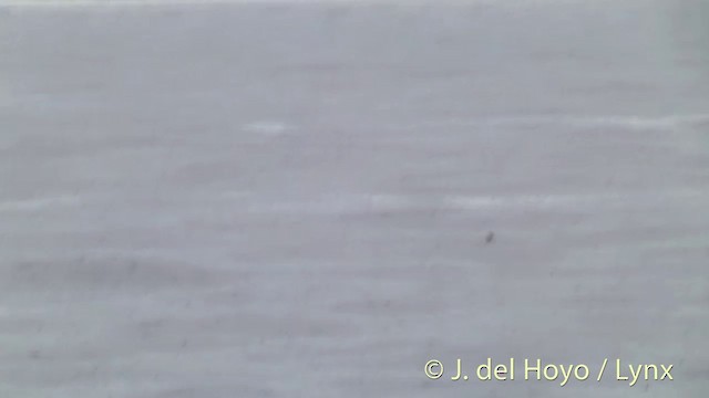 Pomarine Jaeger - ML201431461