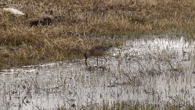 Long-billed Dowitcher - ML201431511