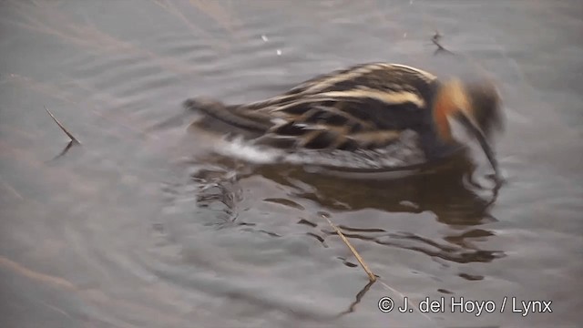 svømmesnipe - ML201431531