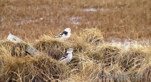 Snow Bunting - ML201431541