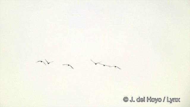 Greater White-fronted Goose (Western) - ML201431571