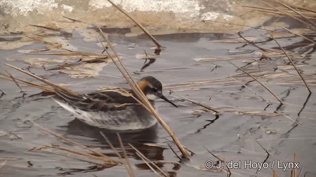 Phalarope à bec étroit - ML201431651