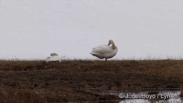 labuť malá (ssp. columbianus) - ML201431701