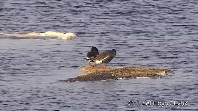 Белолобый гусь (gambelli/sponsa) - ML201431751