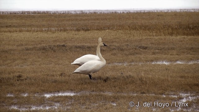 labuť malá (ssp. columbianus) - ML201431831