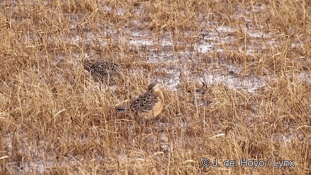 Long-billed Dowitcher - ML201431881