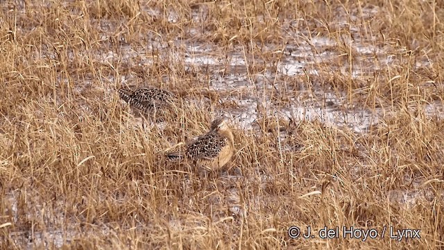 Tundraschlammläufer - ML201431881