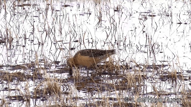 Long-billed Dowitcher - ML201431891