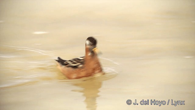 Red Phalarope - ML201431901