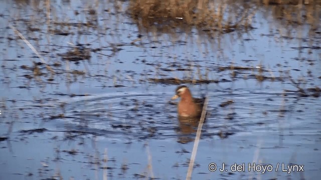 Red Phalarope - ML201431921