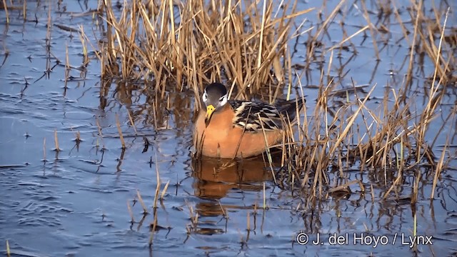 Red Phalarope - ML201431931