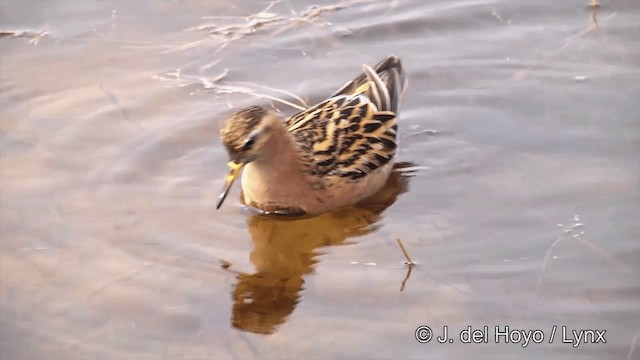 Red Phalarope - ML201432011