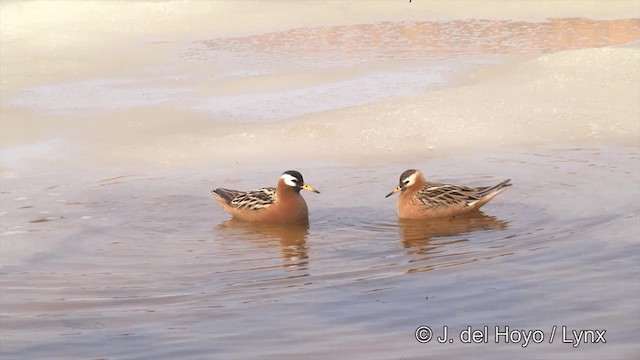 Red Phalarope - ML201432021