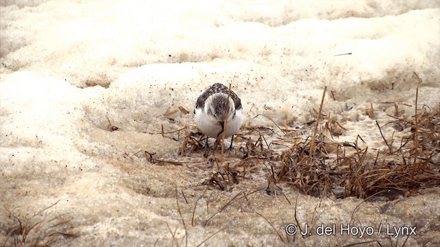 Snow Bunting - ML201432041