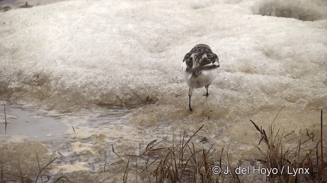 Snow Bunting - ML201432051