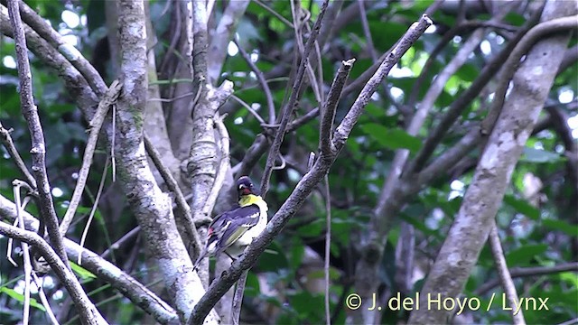 Orange-breasted Myzomela - ML201432071