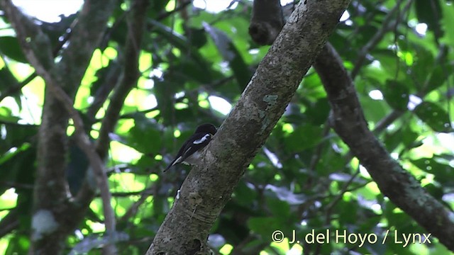 Pazifikscharlachschnäpper [similis-Gruppe] - ML201432091