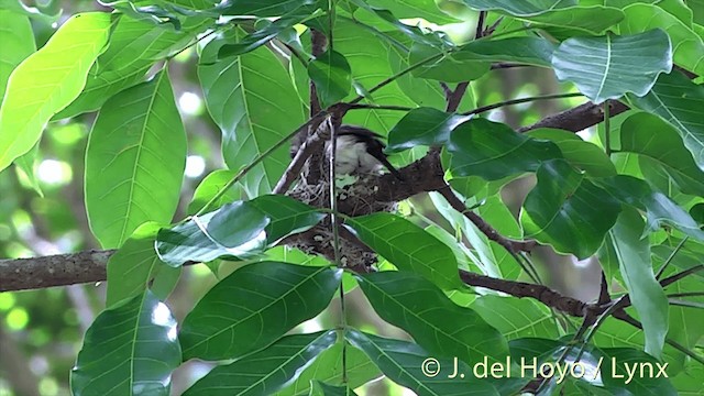 パシフィックヒタキ（similis グループ） - ML201432101