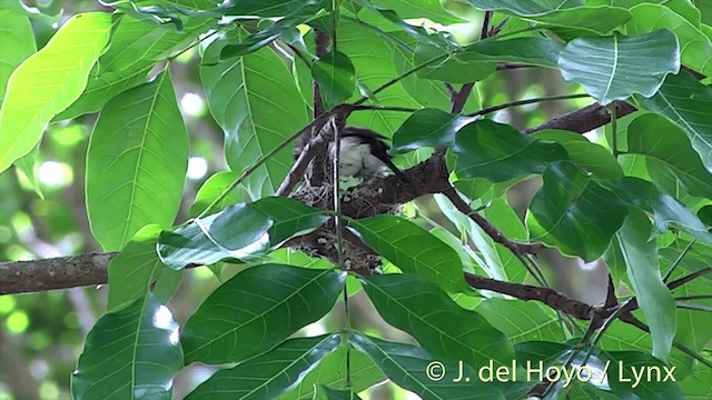 Petroica del Pacífico (Vanuatu) - ML201432101