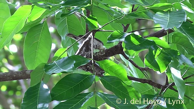 パシフィックヒタキ（similis グループ） - ML201432111