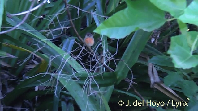 Petroica del Pacífico (Vanuatu) - ML201432121