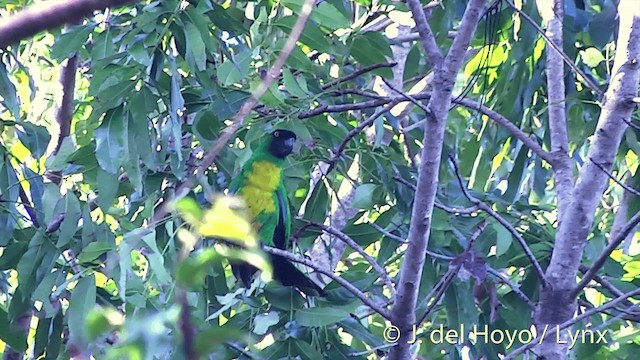 Masked Shining-Parrot - ML201432131