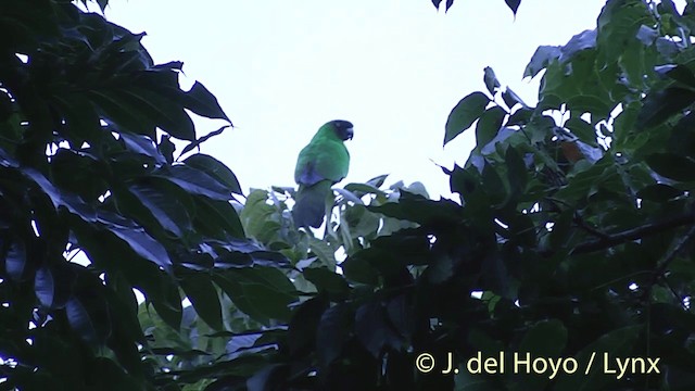 Masked Shining-Parrot - ML201432141