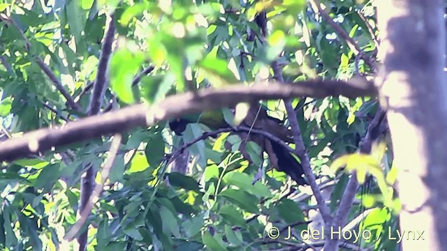 Masked Shining-Parrot - ML201432151