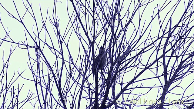 Polynesian Starling (Polynesian) - ML201432251