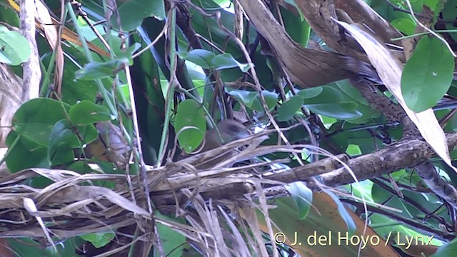 Black-throated Shrikebill - ML201432301