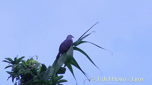 Фиджийский плодовый голубь - ML201432351