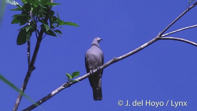 Peale's Imperial-Pigeon - ML201432381