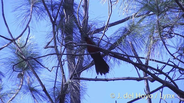 Папужець червоний - ML201432451