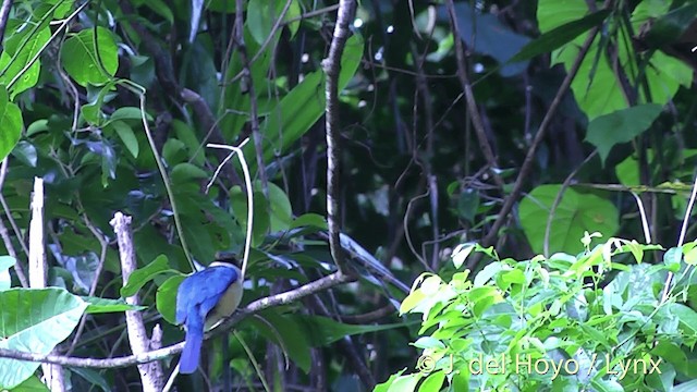 Pacific Kingfisher (Fiji) - ML201432491