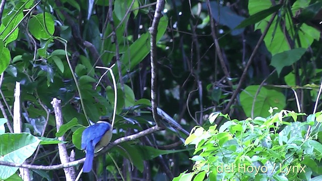 タイヘイヨウショウビン（vitiensis グループ） - ML201432491