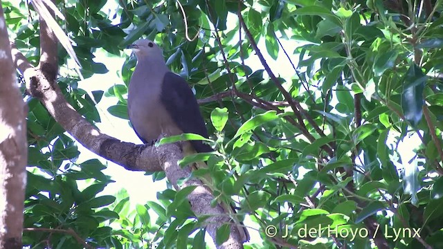 Фиджийский плодовый голубь - ML201432541