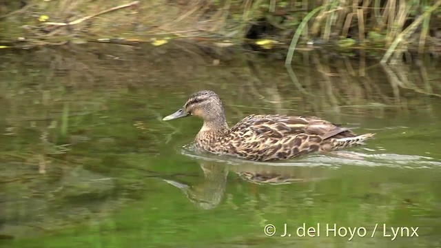 Mallard - ML201432631