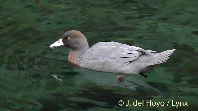 Pato Azul - ML201432651