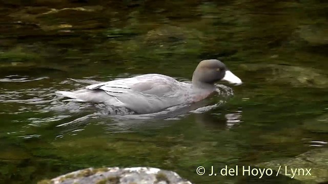 Blue Duck - ML201432691