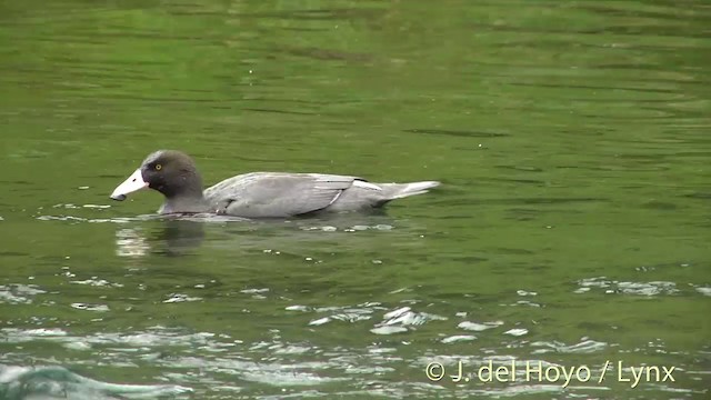 Pato Azul - ML201432701