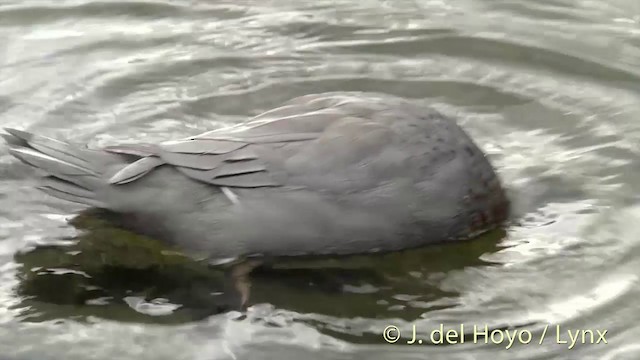 Pato Azul - ML201432711