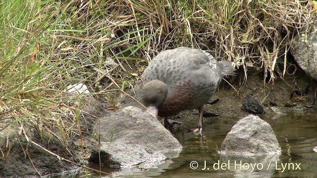 Canard bleu - ML201432731